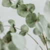 奢華擴香棒 – 澳大利亞120ml2