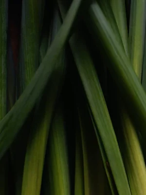 大豆蠟燭 – 檸檬草 200g3